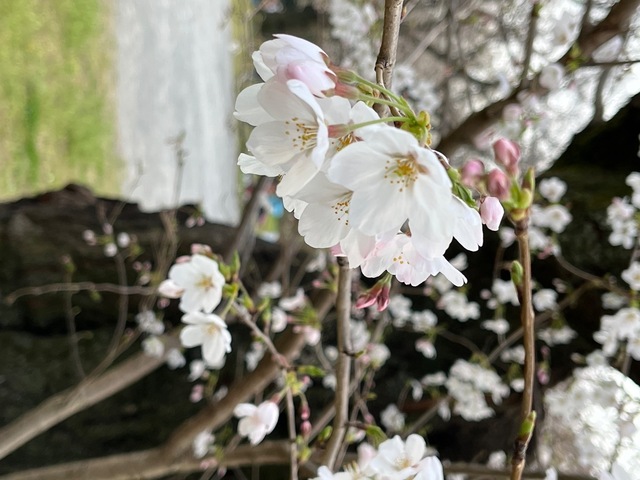 IMG_1941.jpeg